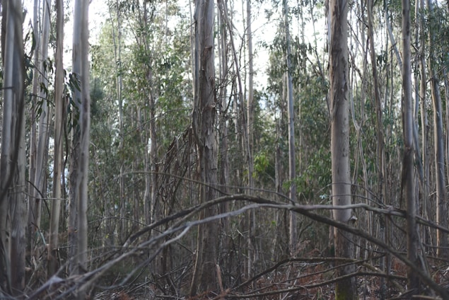 Tall, slender eucalyptus trees with peeling bark stand close together, surrounded by dense underbrush. The light filters softly through the canopy, casting a muted glow. Twisting branches lie low, creating a natural lattice amidst the vertical trunks.