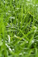 Close-up of vibrant green grass with dew drops in a well-maintained lawn.