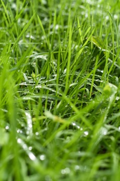 Close-up of vibrant green grass with dew drops in a well-maintained lawn.