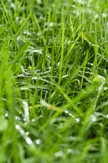 Close-up of a perfectly trimmed, lush green lawn with dew drops glistening in the morning light.