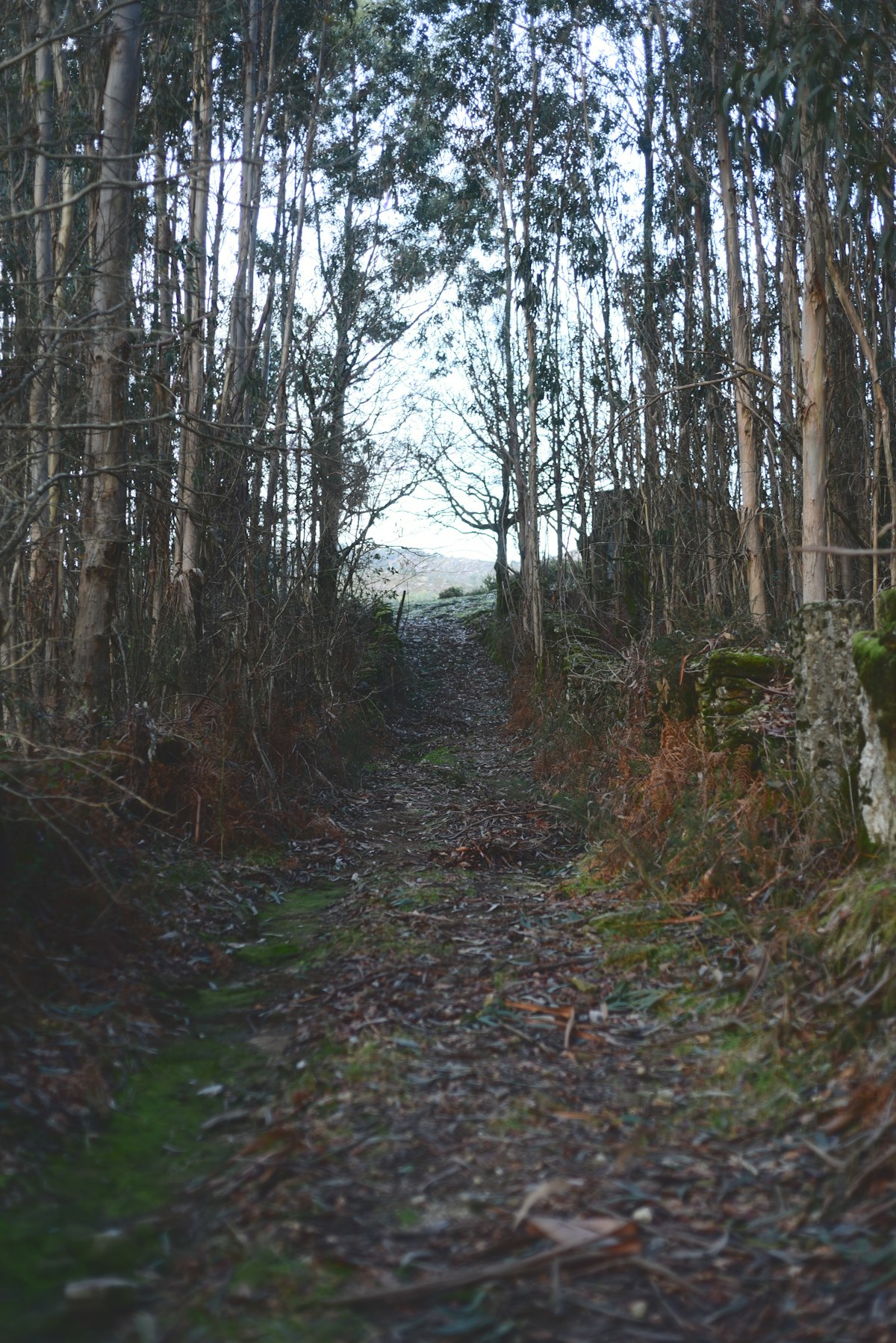 Camino de tierra a través de un bosque