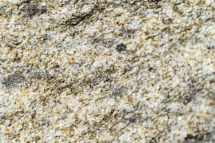 a close up of a rock with a bird on it
