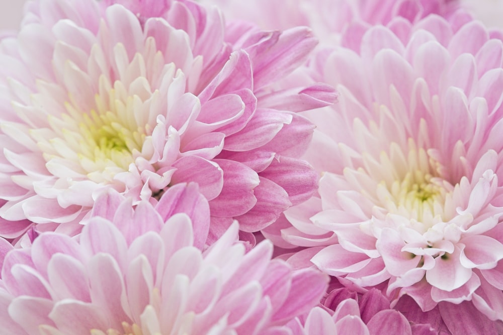 a close up of a bunch of pink flowers