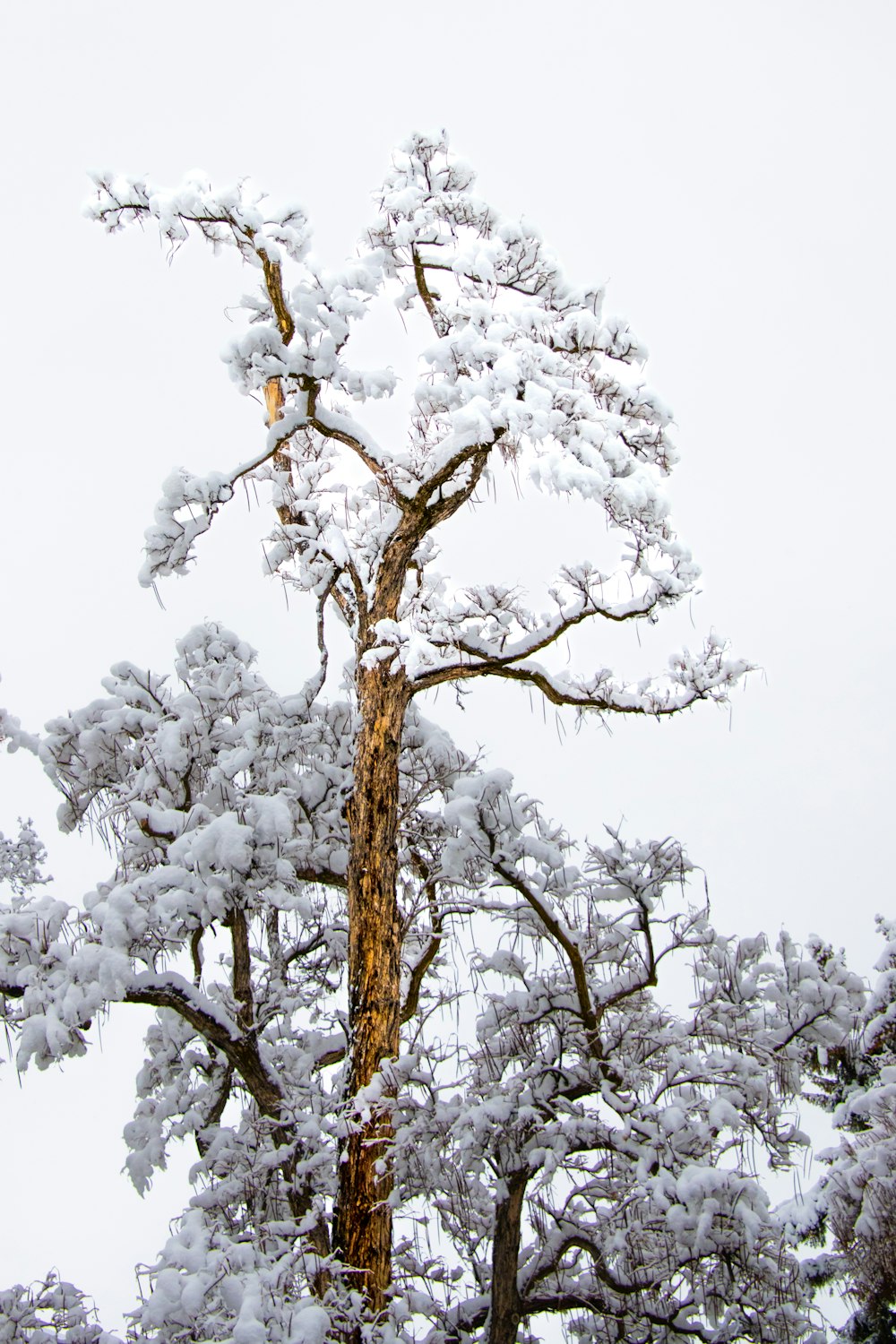 a tall tree covered in snow next to a forest