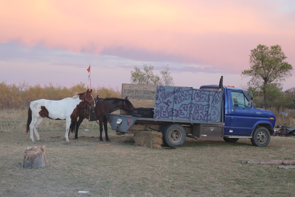 a couple of horses standing next to a truck