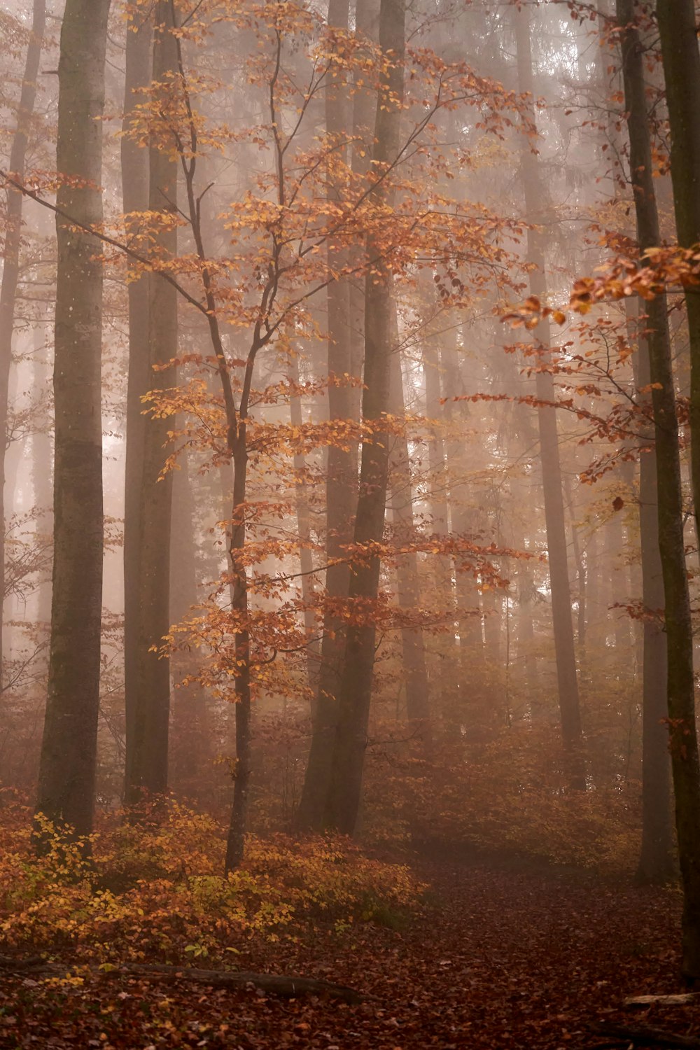 a foggy forest filled with lots of trees