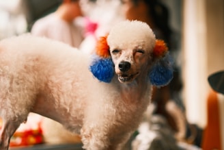 A small, white poodle with brightly colored fur, featuring orange and blue highlights on its ears, is standing in a setting that appears to be outdoors or in a well-lit area. The dog's expression is playful and lively.