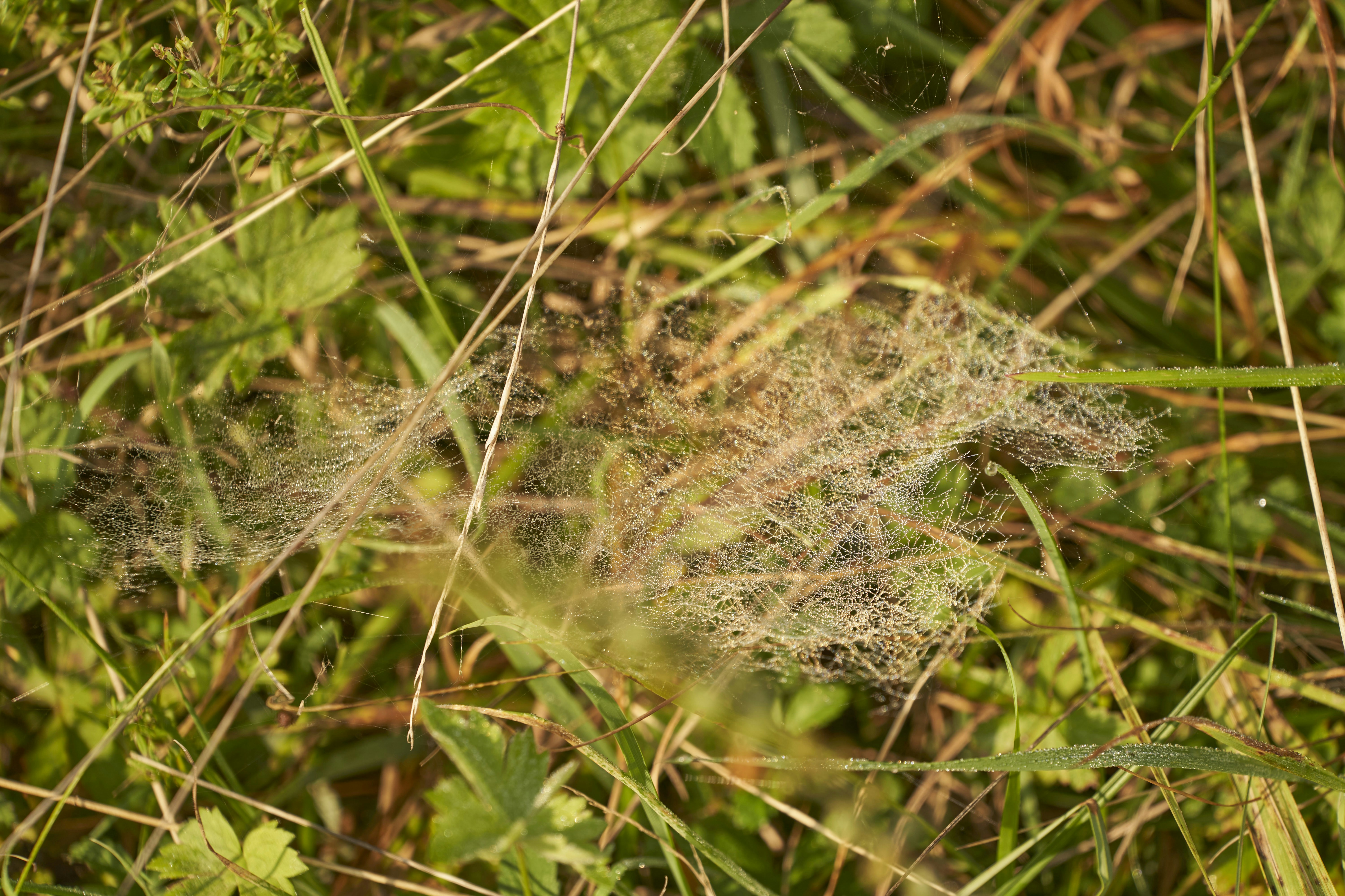 Photo by wolfgang_hasselmann