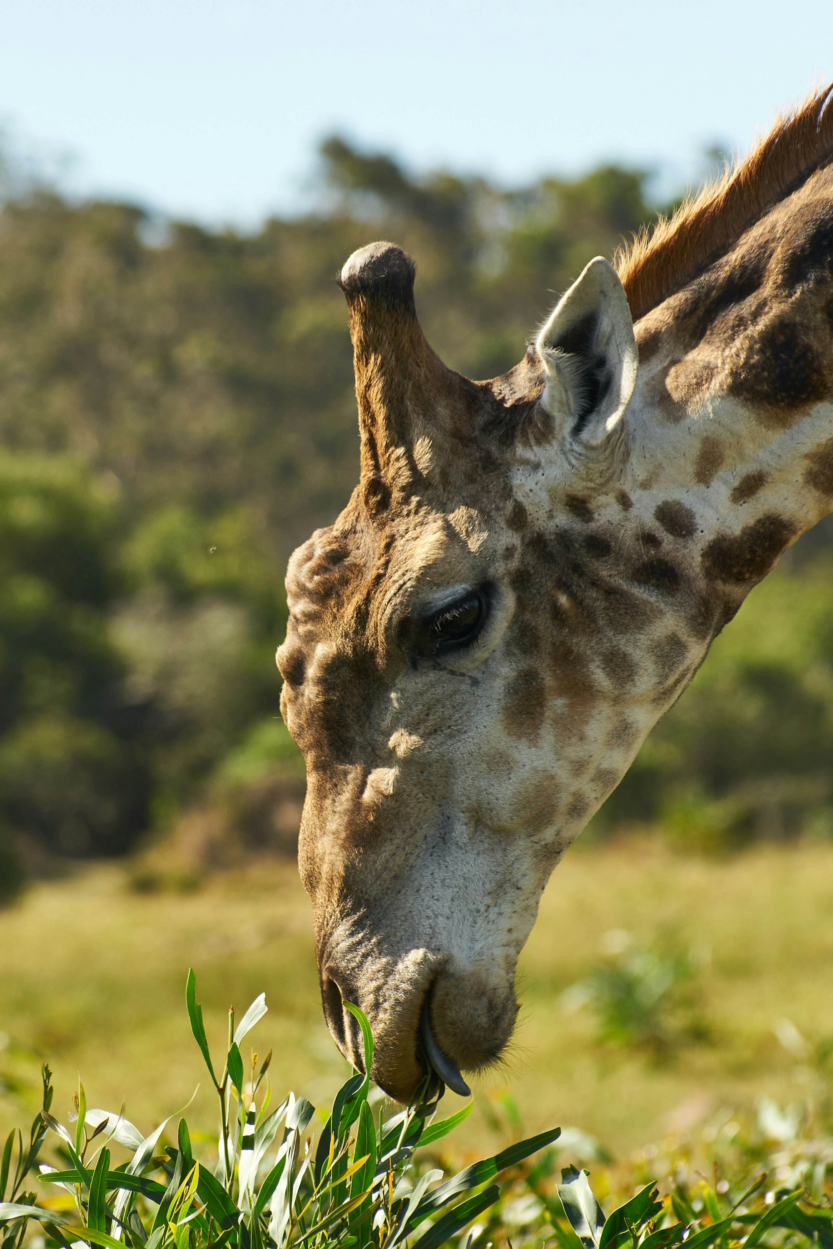 Photo by wolfgang_hasselmann