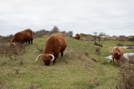 Four Highland cattle with long, curved horns and shaggy brown fur are grazing on a grassy hill. The landscape is hilly with sparse shrubs and there is a small water body to the right. The sky is overcast, creating a subdued lighting.