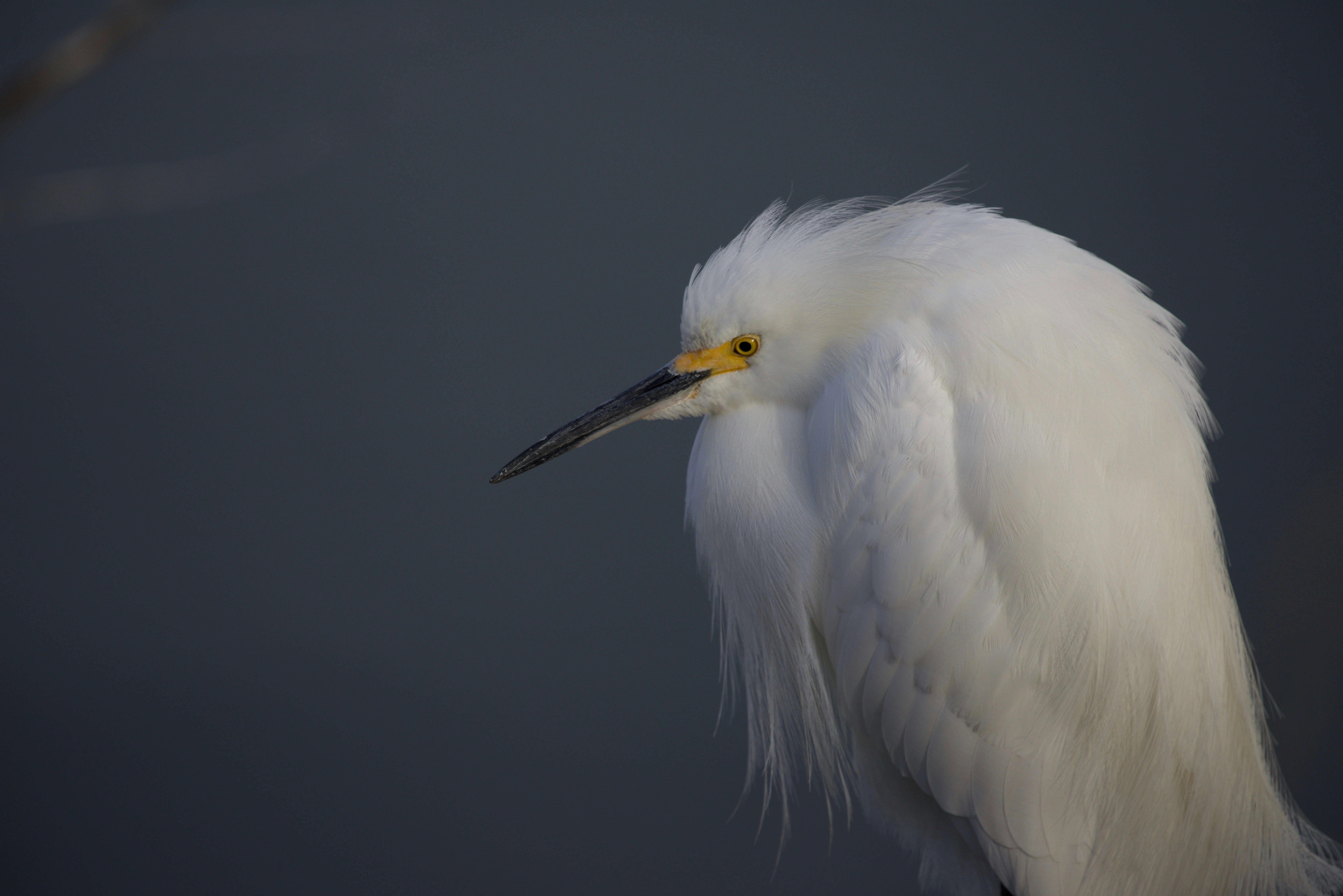 a close up of a white bird with a yellow beak, Beating the cold
