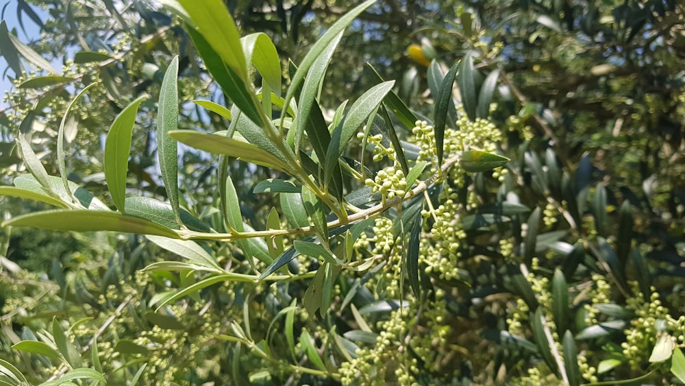 a close up of a tree with lots of leaves