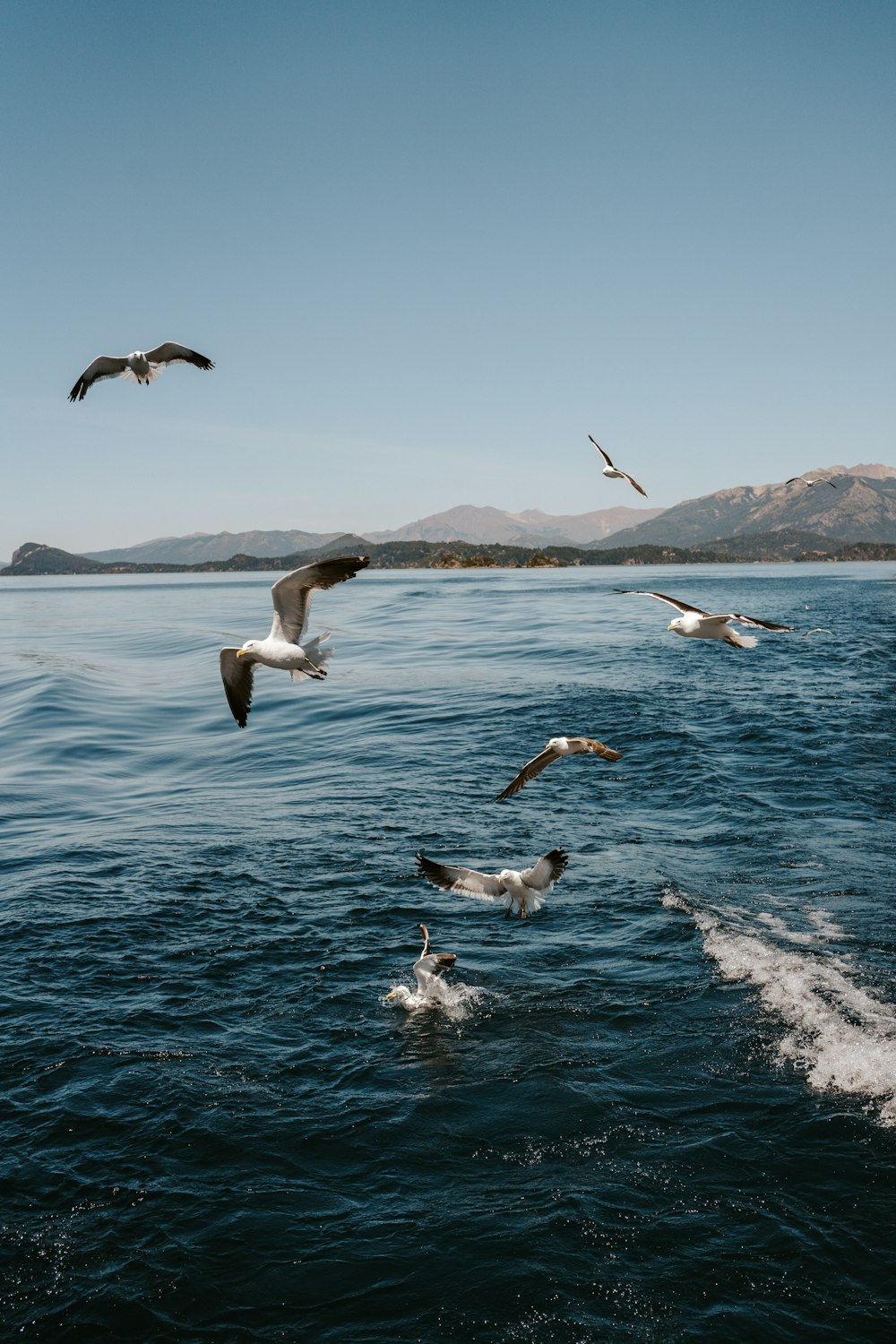 a flock of birds flying over a body of water