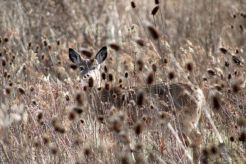 a deer standing in a field of tall grass