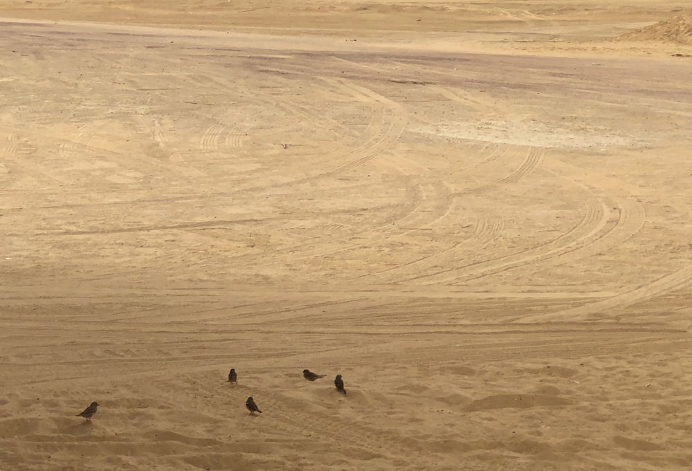 a group of birds standing on top of a sandy beach