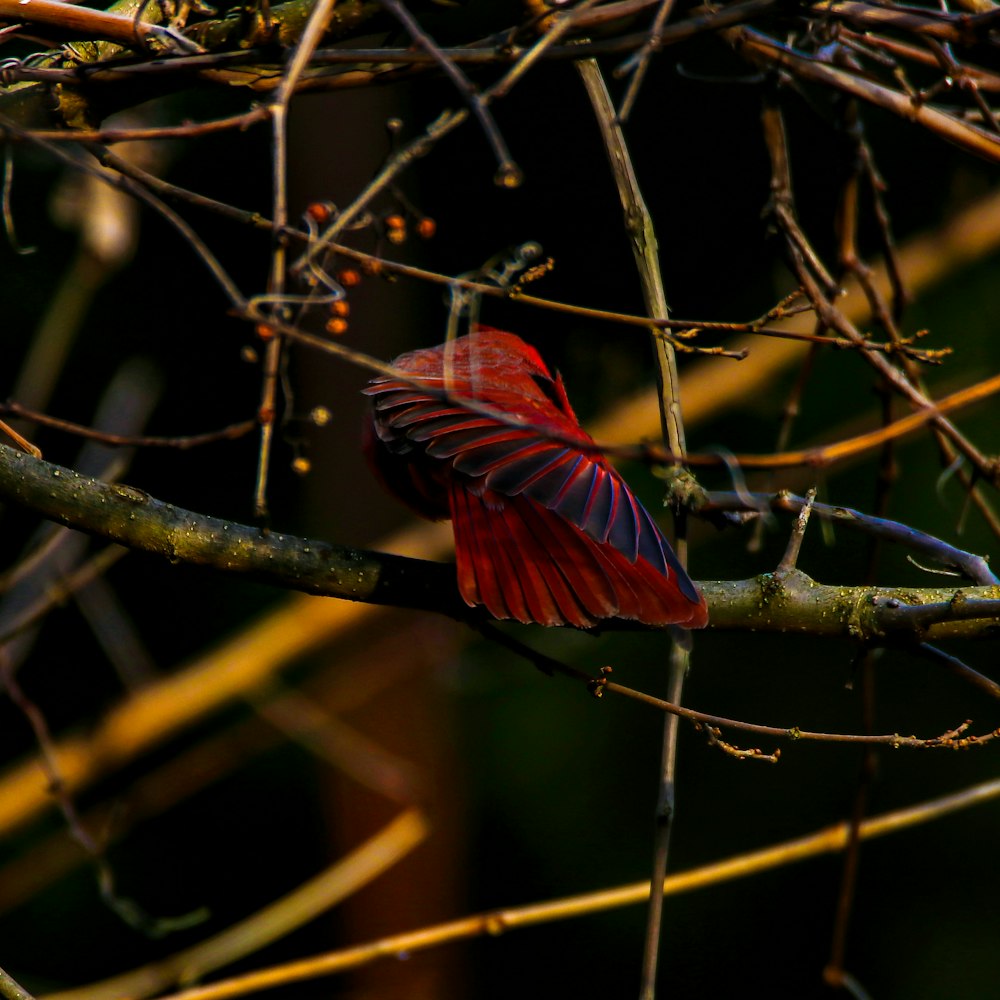 a red bird sitting on a branch of a tree