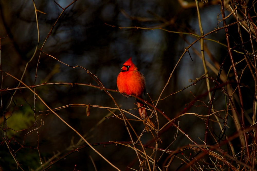 a red bird sitting on top of a tree branch