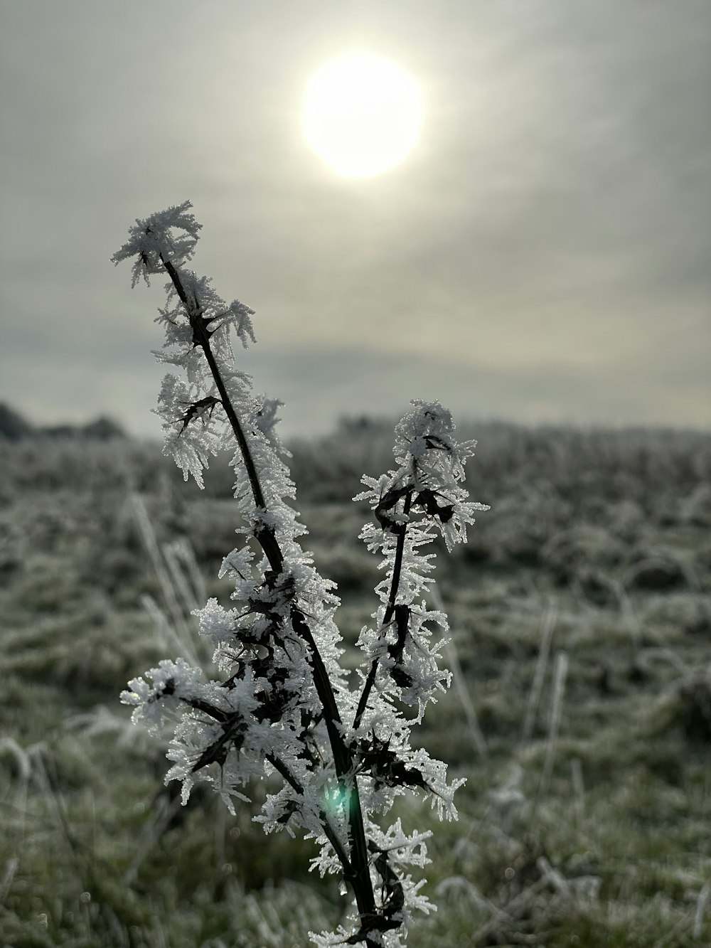 a frosty plant with the sun in the background
