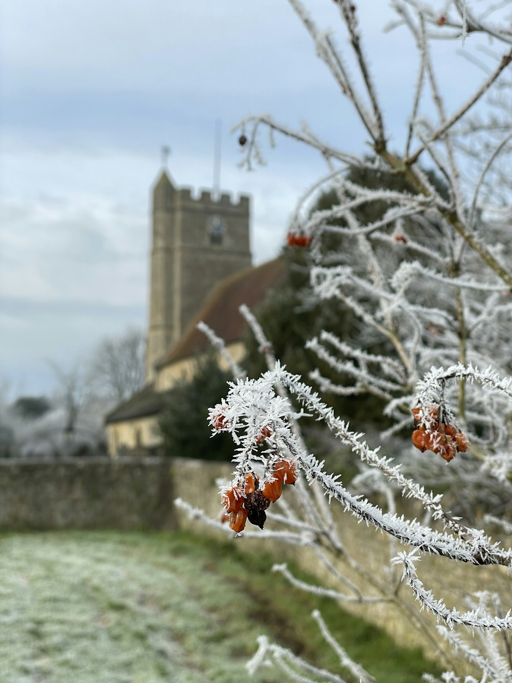 a frosty tree with a church in the background