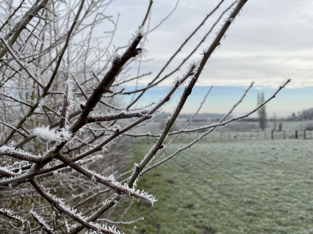 a frosty tree branch with a field in the background