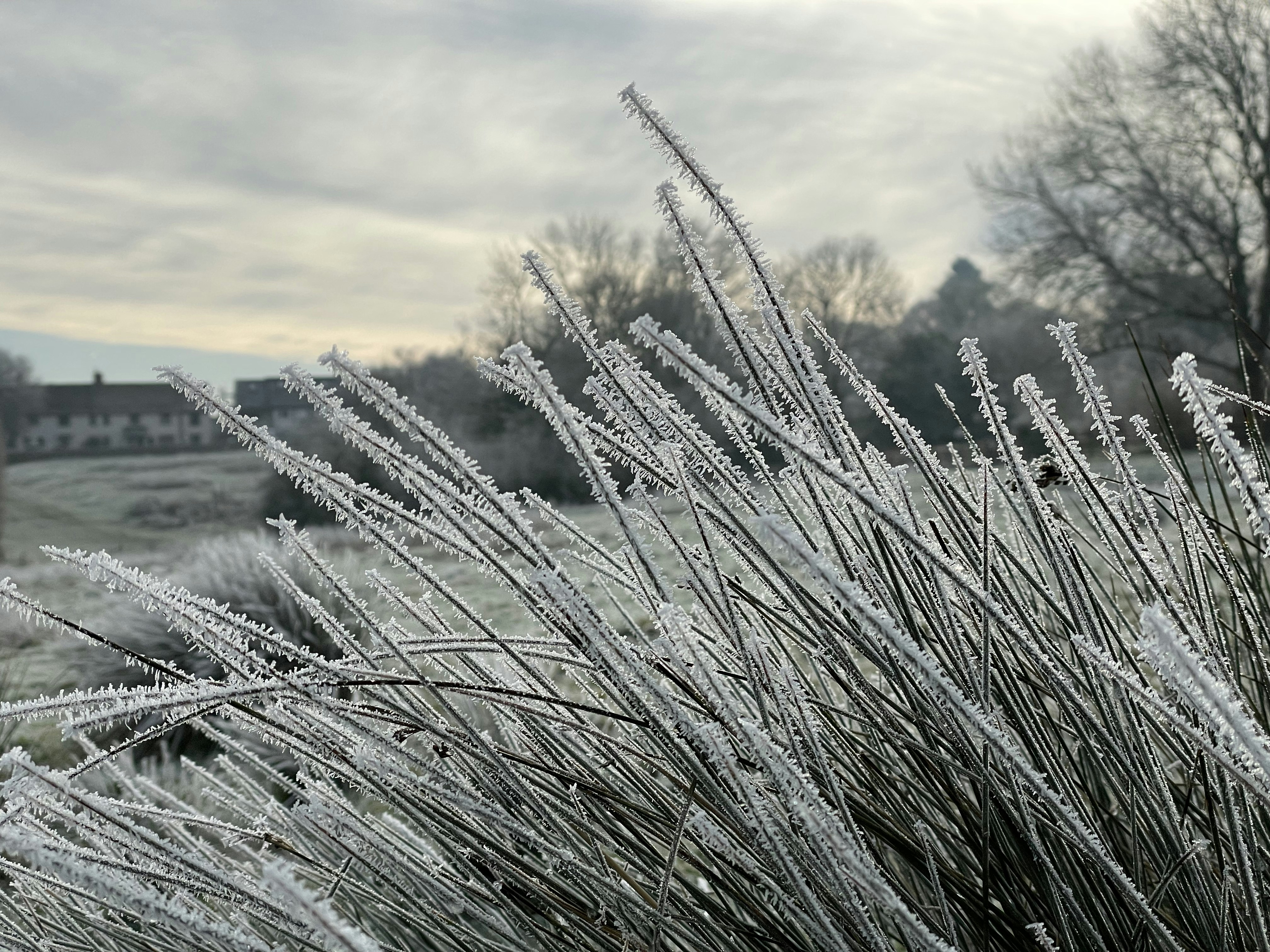 a field with a bunch of grass covered in ice