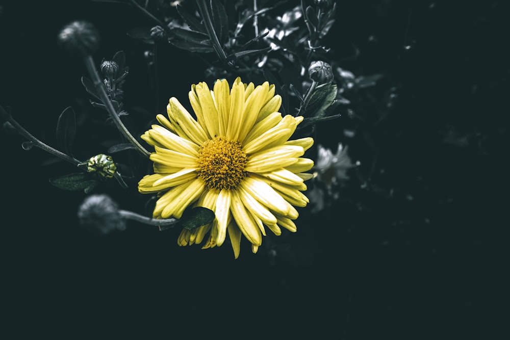 a yellow flower with green leaves on a black background
