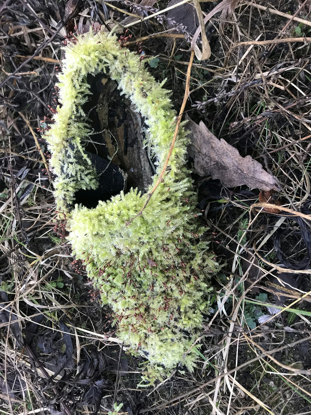 a moss covered piece of wood on the ground