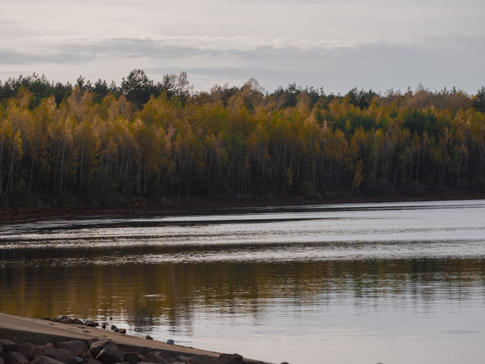 a large body of water surrounded by trees