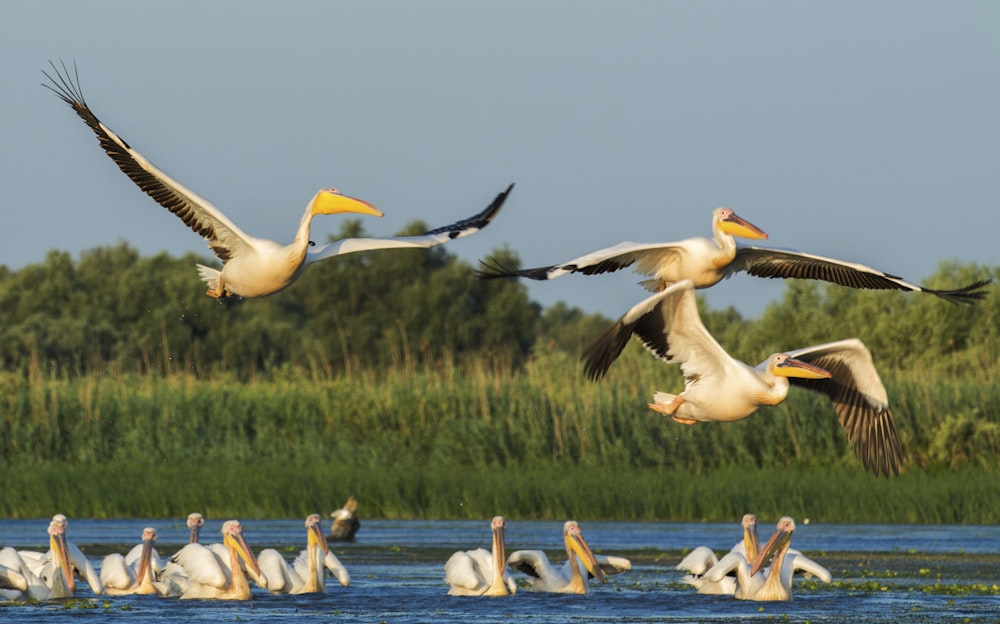 a flock of pelicans flying over a body of water