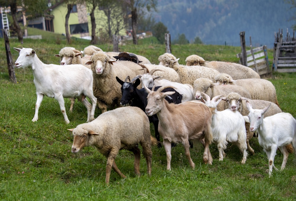 a herd of sheep standing on top of a lush green field