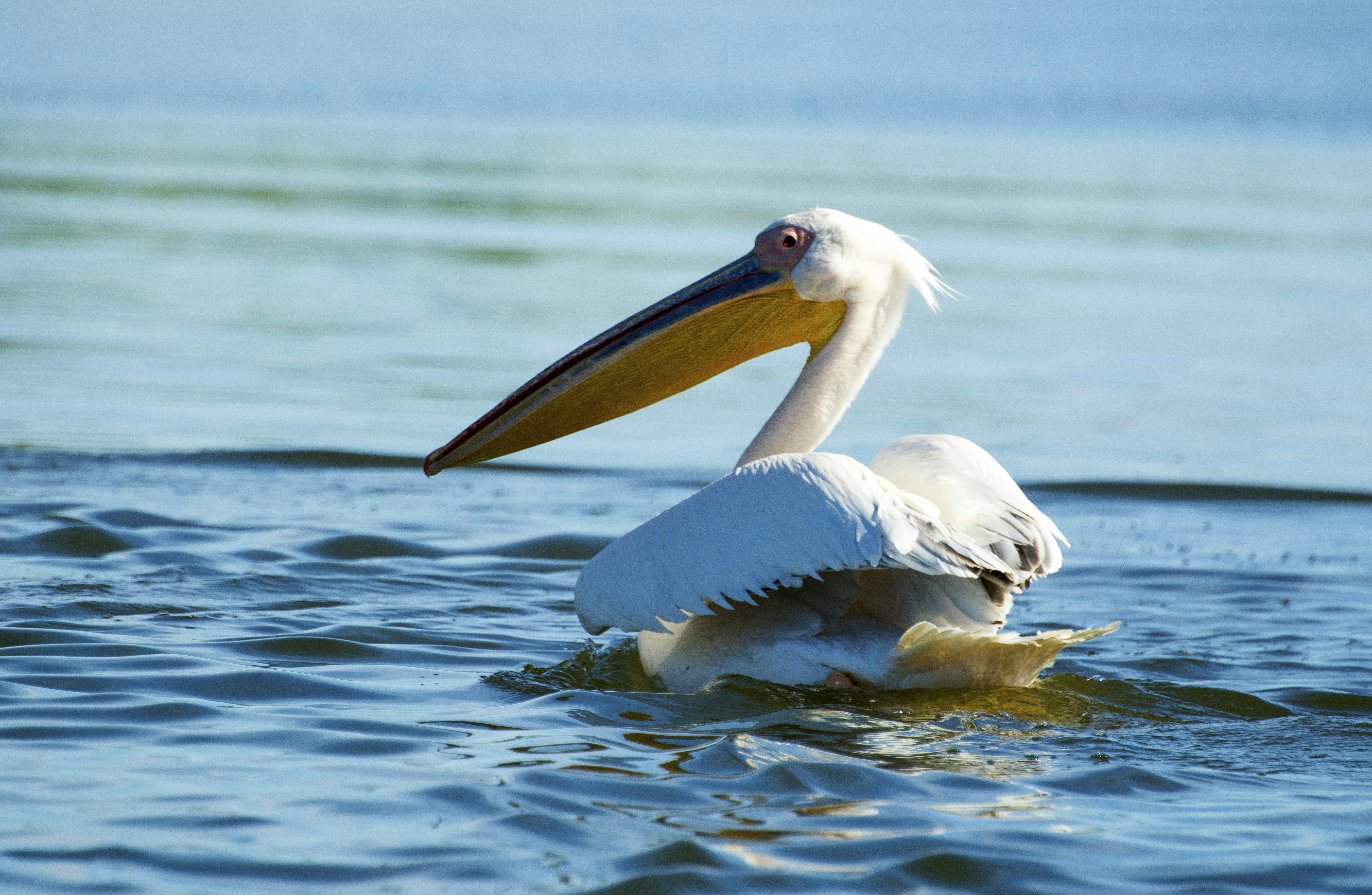 Photo by strinoiumarian