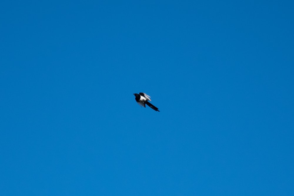a bird is flying high in the blue sky