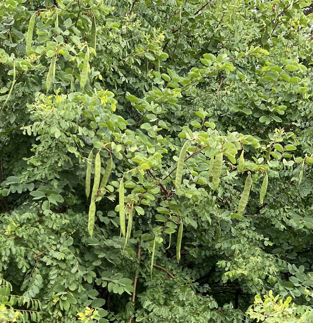 a bird is perched on a tree branch