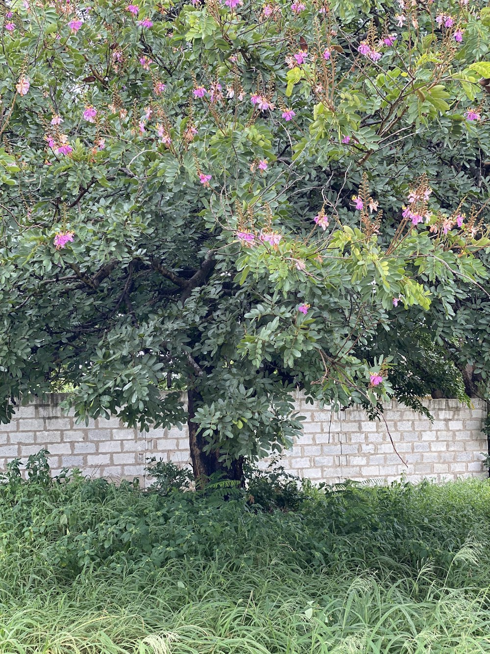 a white brick wall and a tree with pink flowers