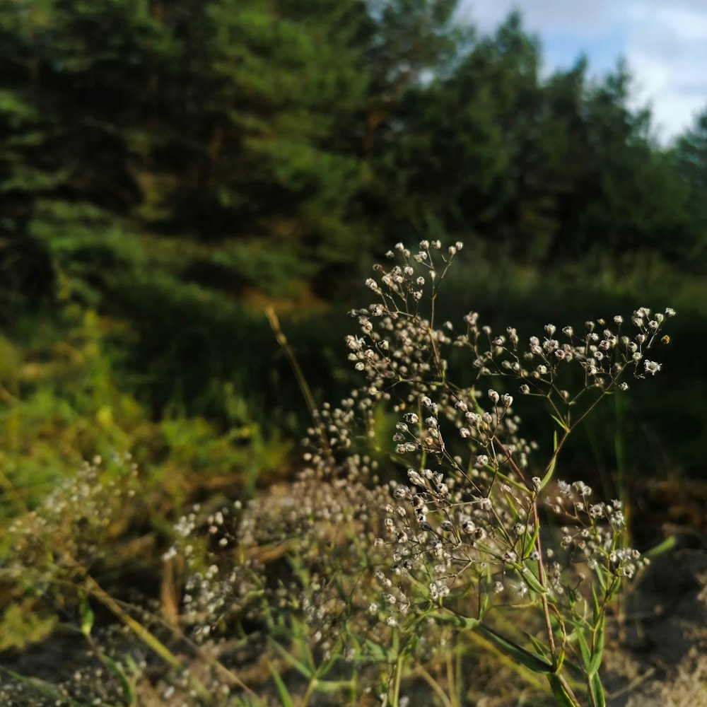 a close up of a plant with small white flowers