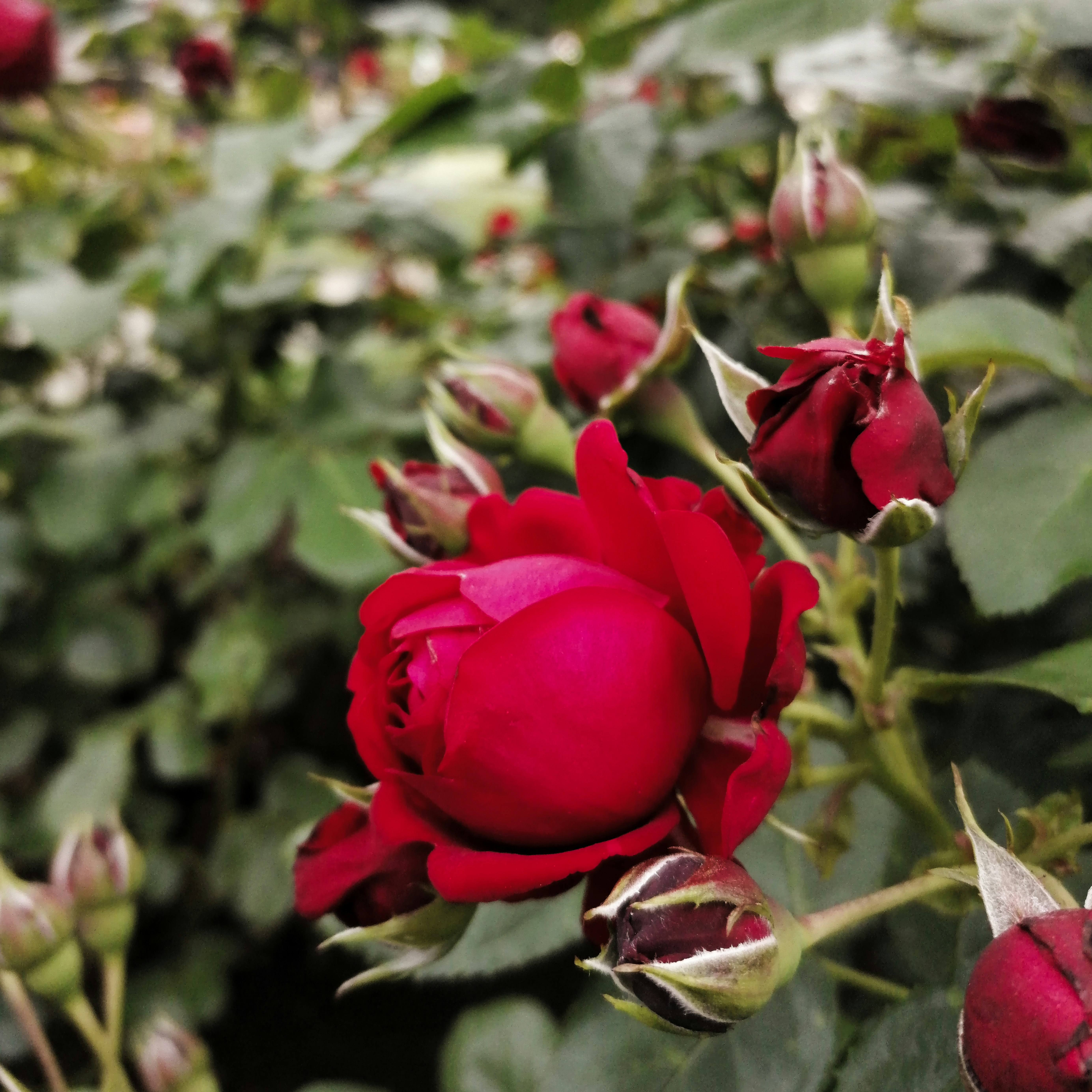 um close up de uma rosa vermelha em um jardim