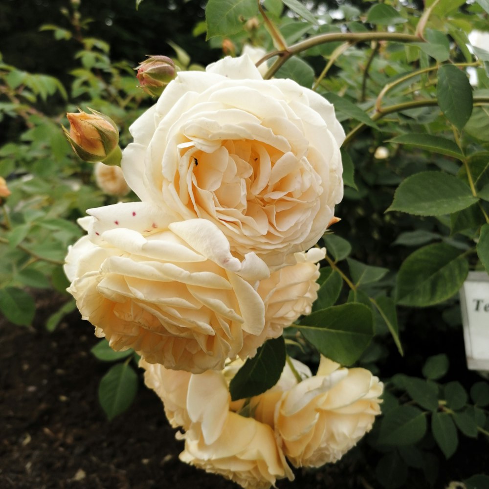 a close up of a white rose in a garden