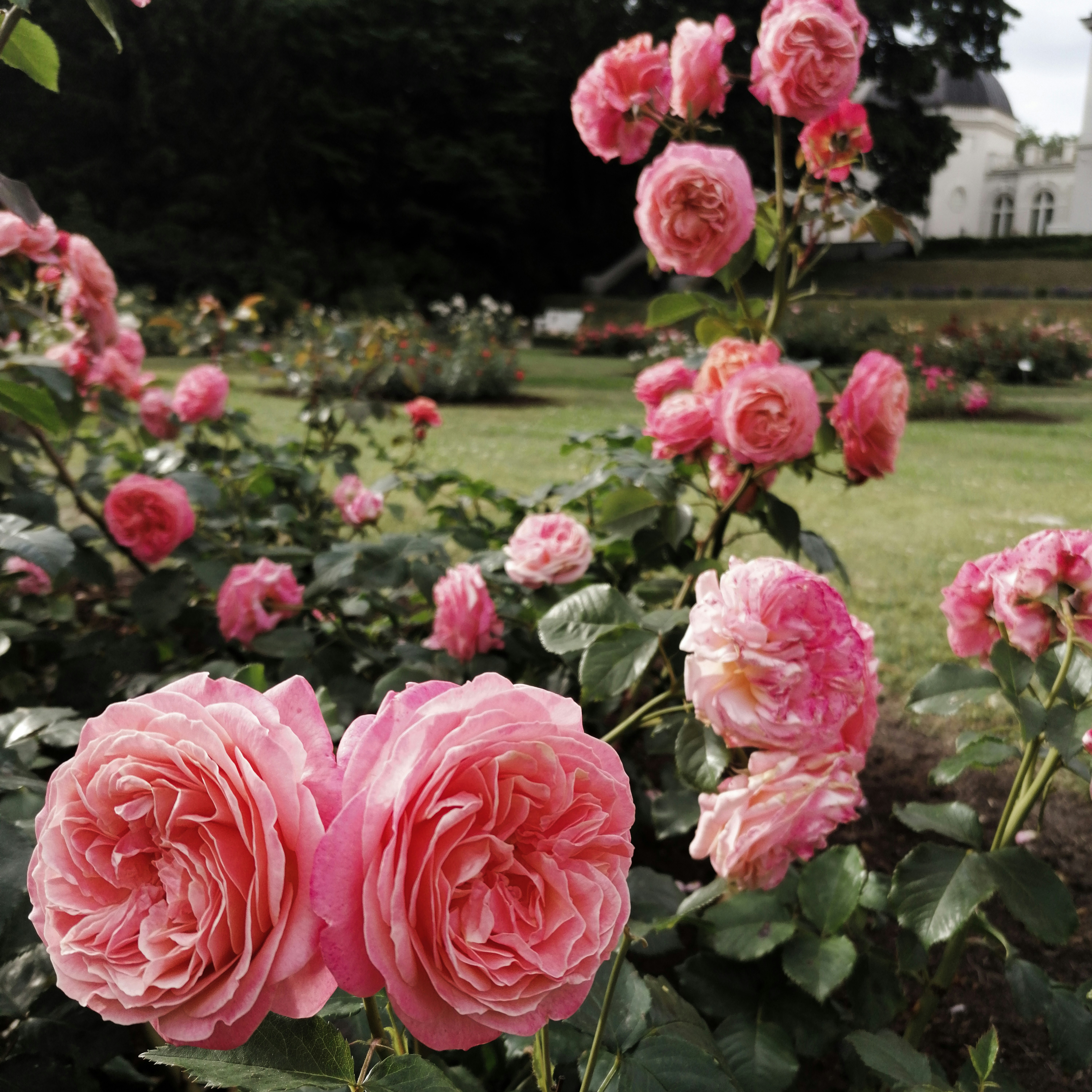 Pink roses are blooming in a garden photo – Free Rose flower Image on ...