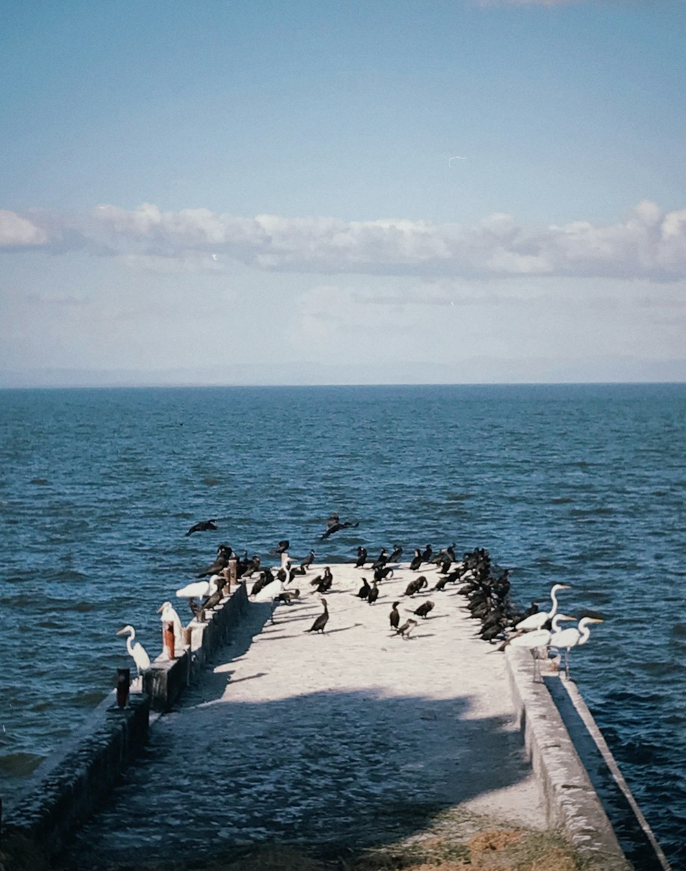 a flock of birds sitting on top of a pier