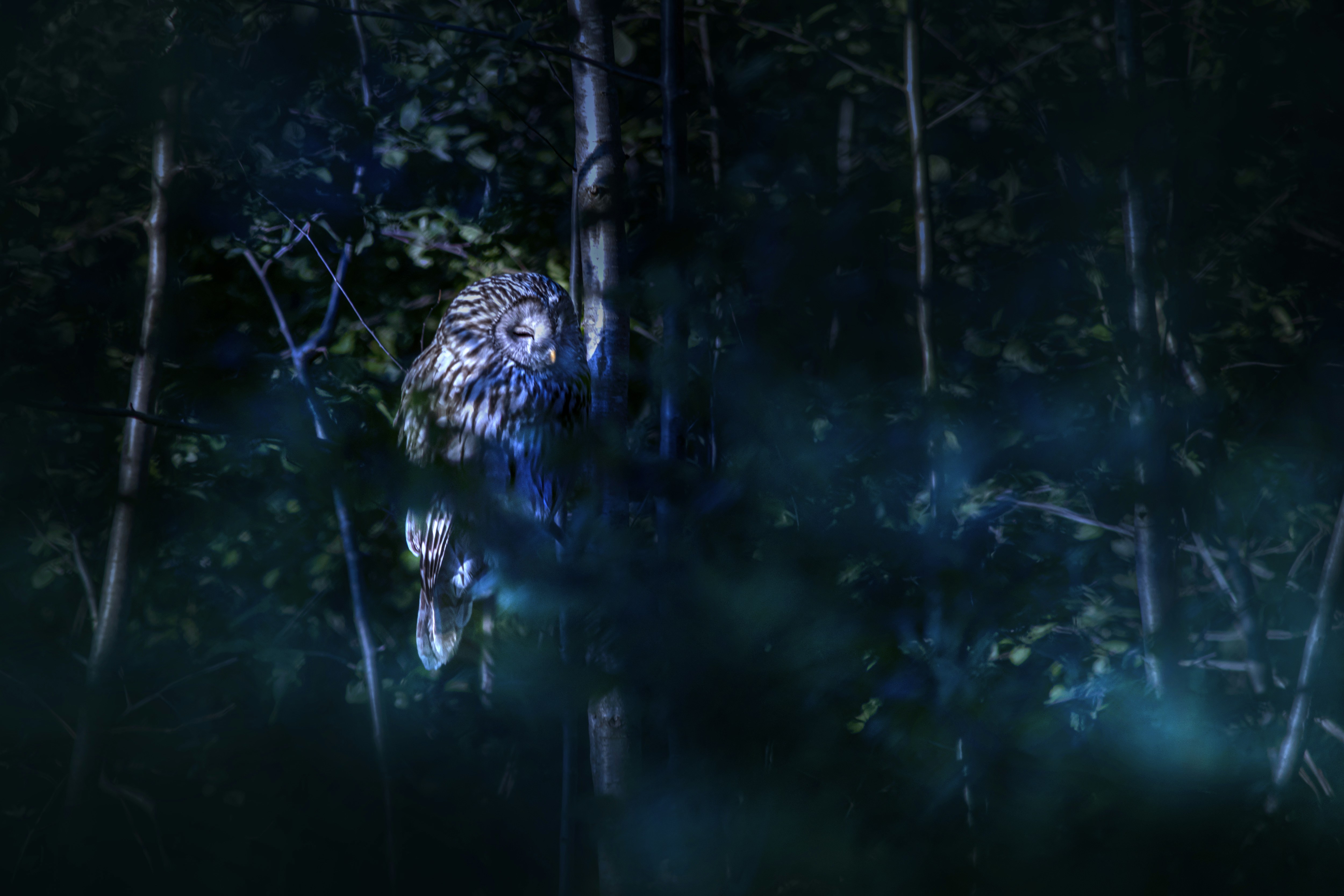 an owl sitting in the middle of a forest