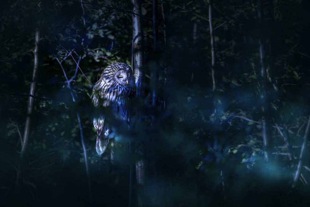 an owl sitting in the middle of a forest