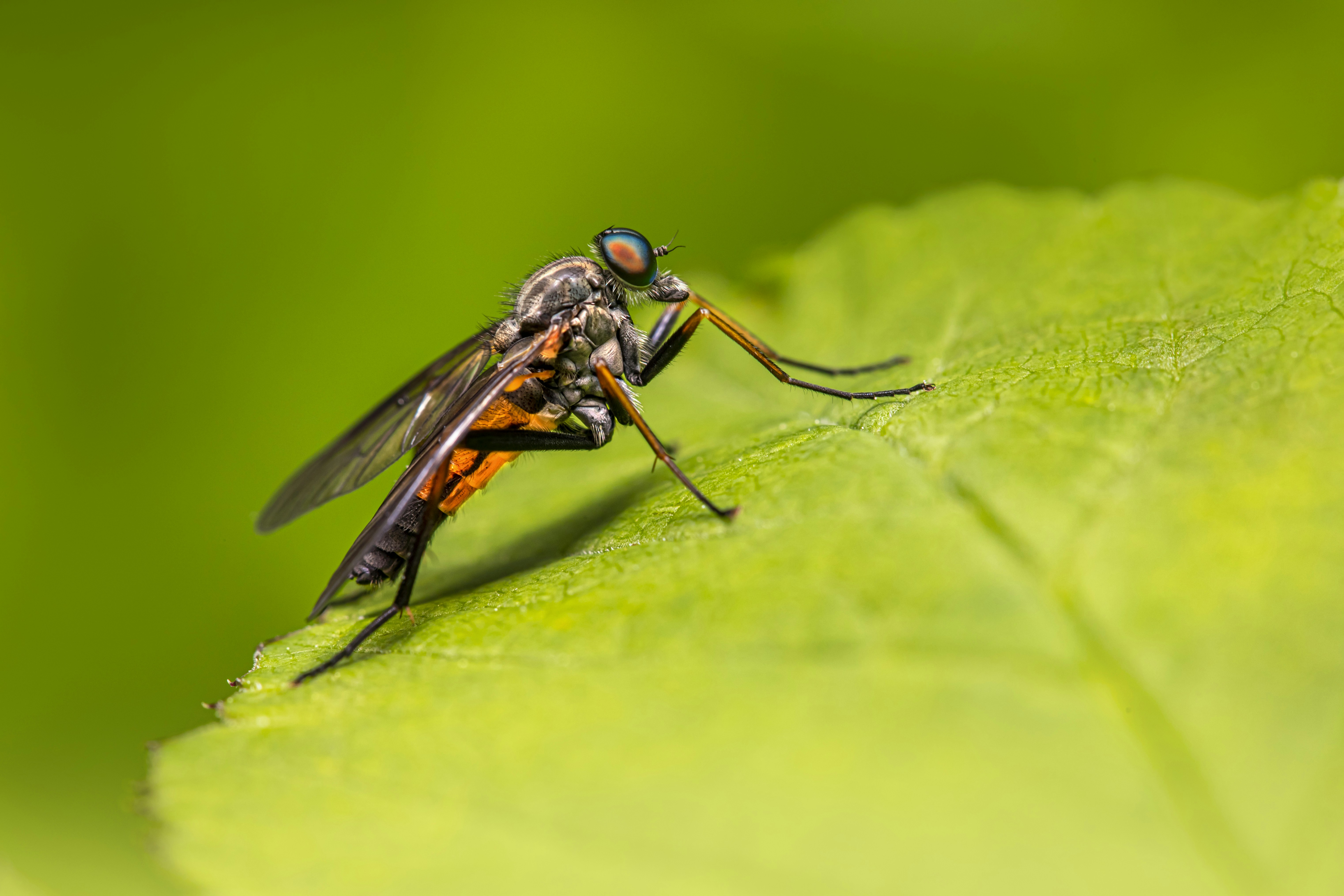 a close up of a fly on a leaf