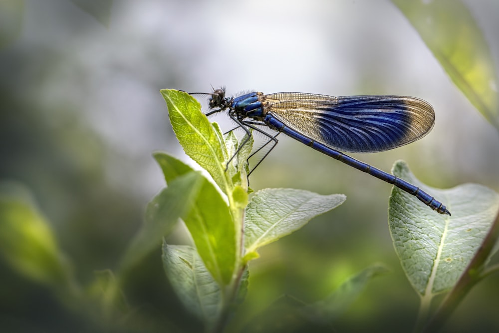 una libellula blu seduta sopra una foglia verde