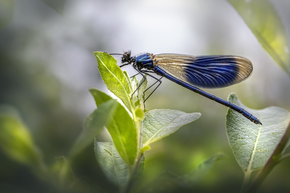 a blue dragonfly sitting on top of a green leaf