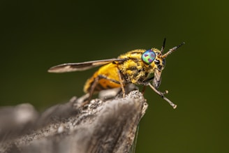 A close-up view of a brightly colored insect with iridescent green and blue eyes perched on a branch. The insect's body is predominantly yellow and black, with intricate details visible on its wings and antennae. The background is a blurred, natural green, providing contrast to the vivid colors of the insect.
