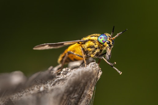 A close-up view of a brightly colored insect with iridescent green and blue eyes perched on a branch. The insect's body is predominantly yellow and black, with intricate details visible on its wings and antennae. The background is a blurred, natural green, providing contrast to the vivid colors of the insect.