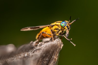 a close up of a bee on a piece of wood