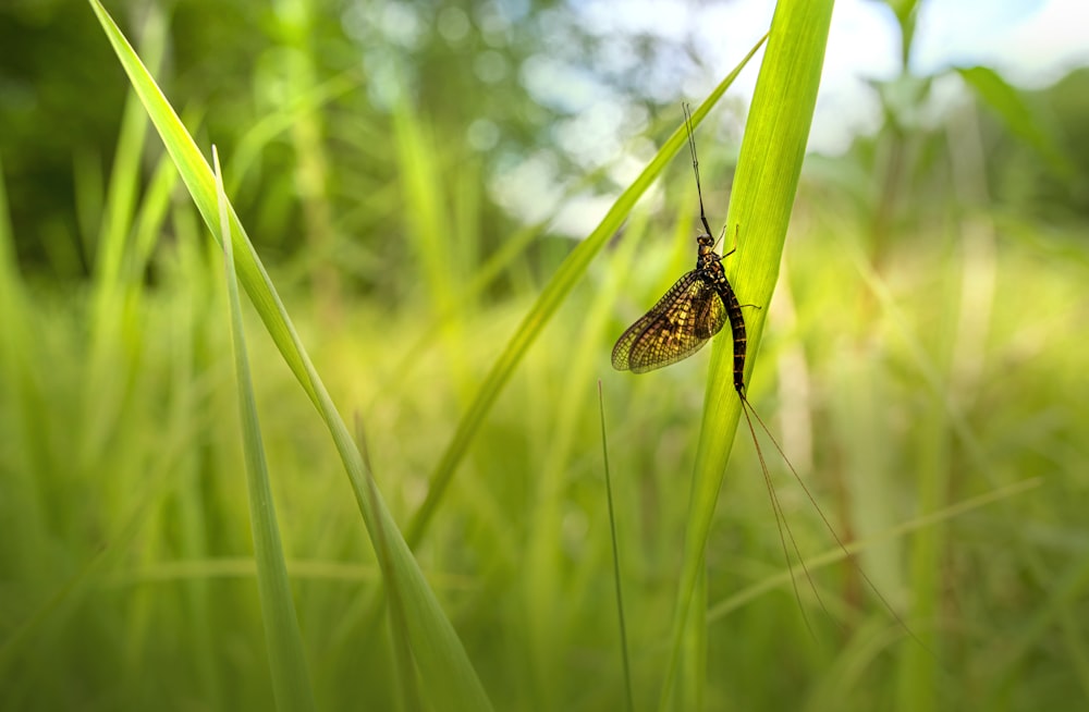 a couple of bugs sitting on top of a green grass covered field