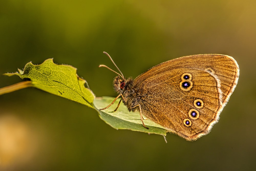 a brown butterfly sitting on top of a green leaf