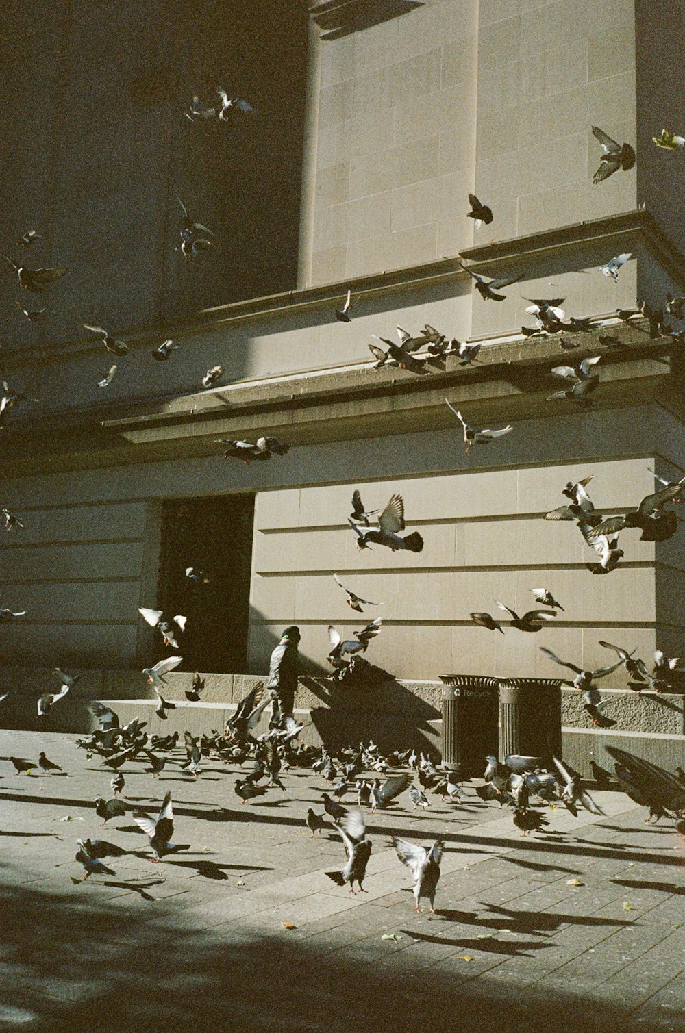 a flock of birds flying over a building